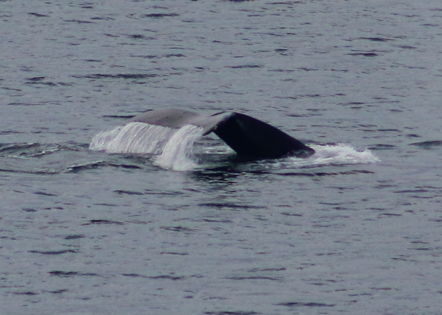 whaletail2.JPG