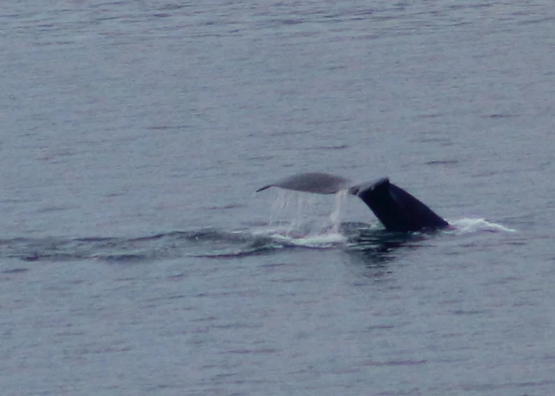 Whaletail3.JPG