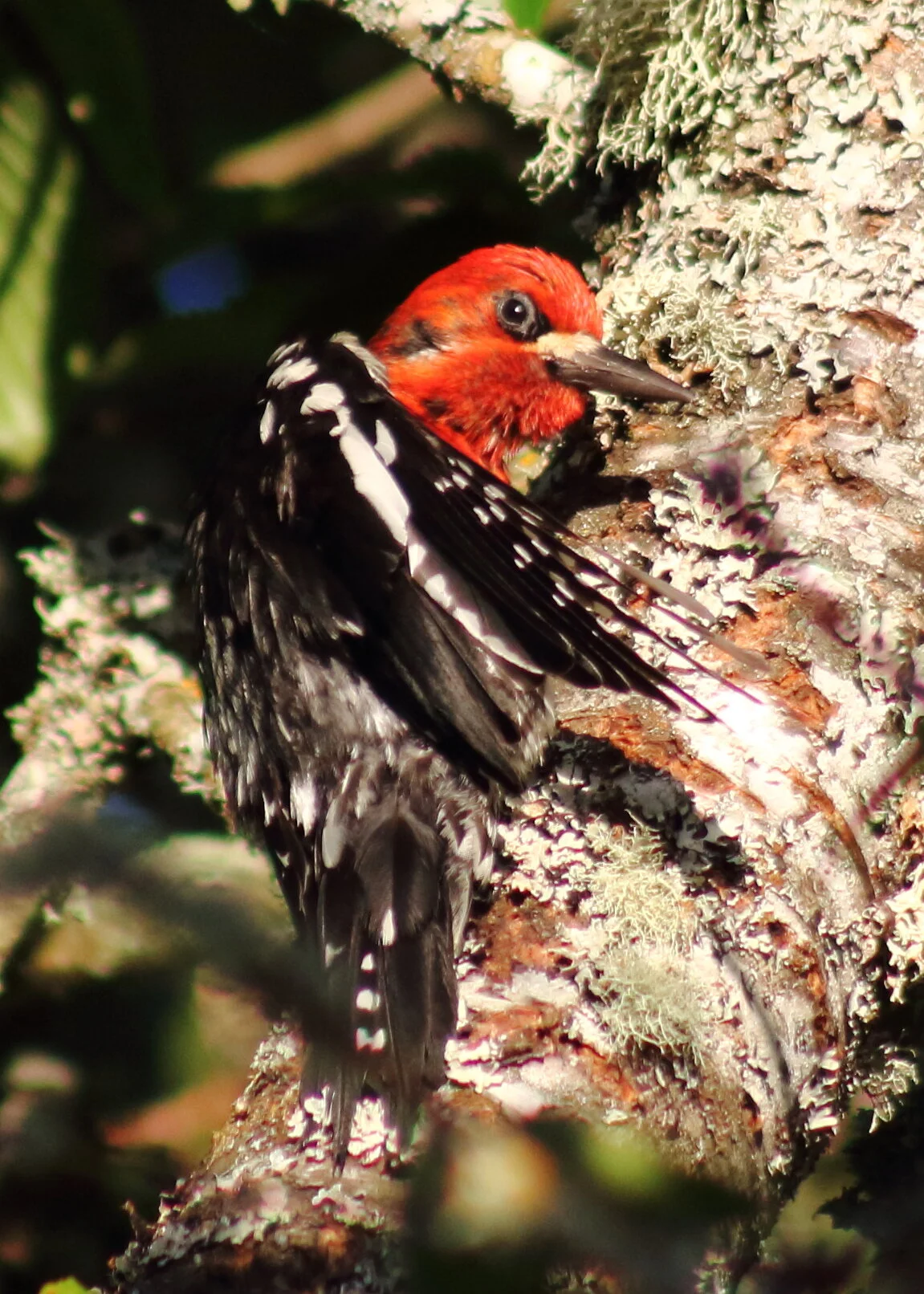 Redbreasted sap sucker