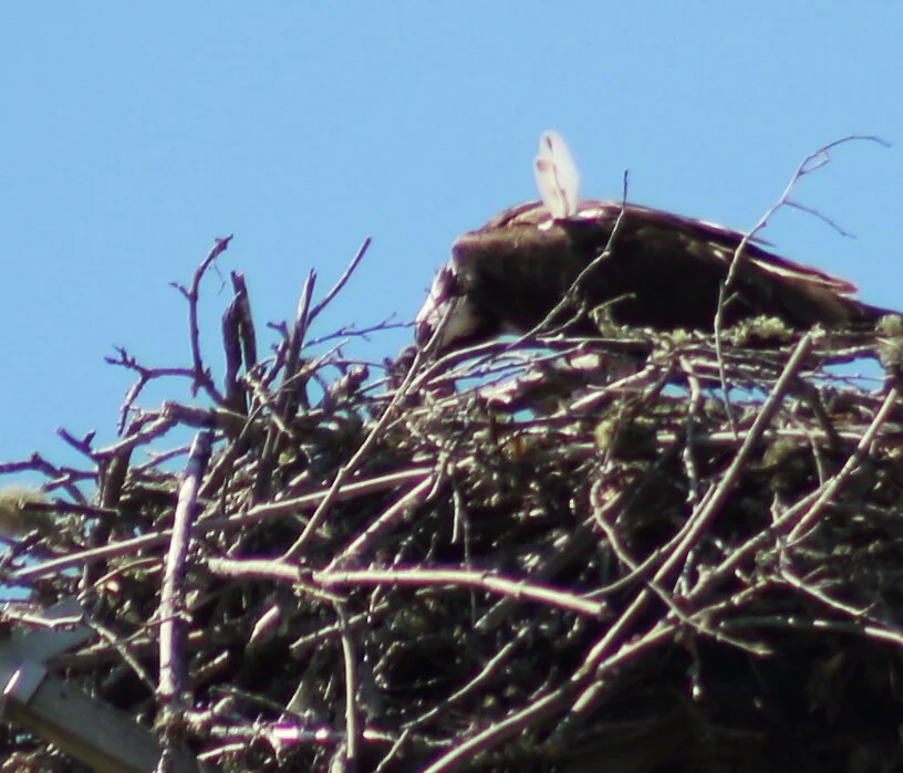 osprey baby2.JPG