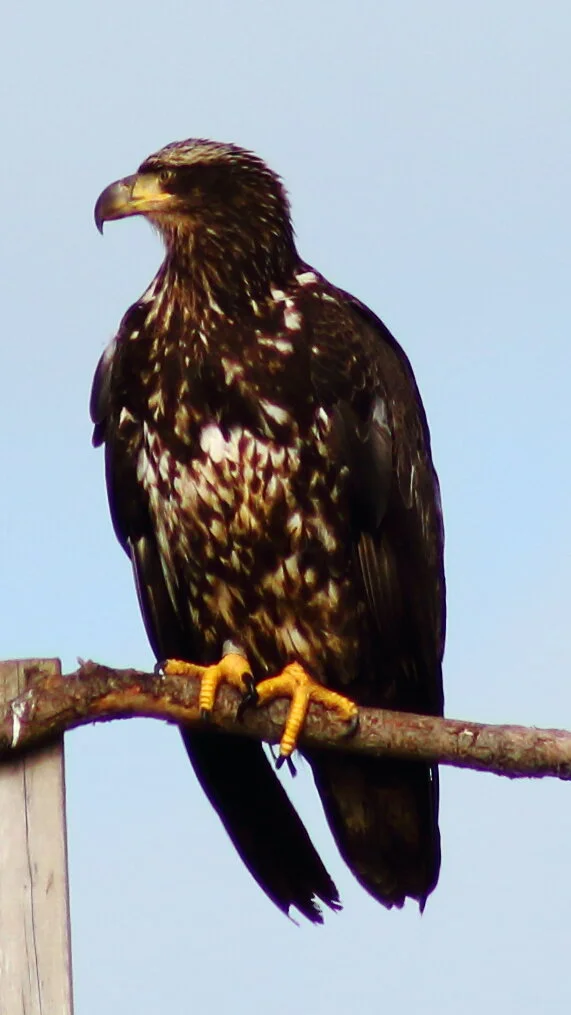 youngeagle.JPG