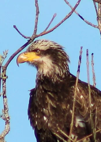 young eagle.JPG