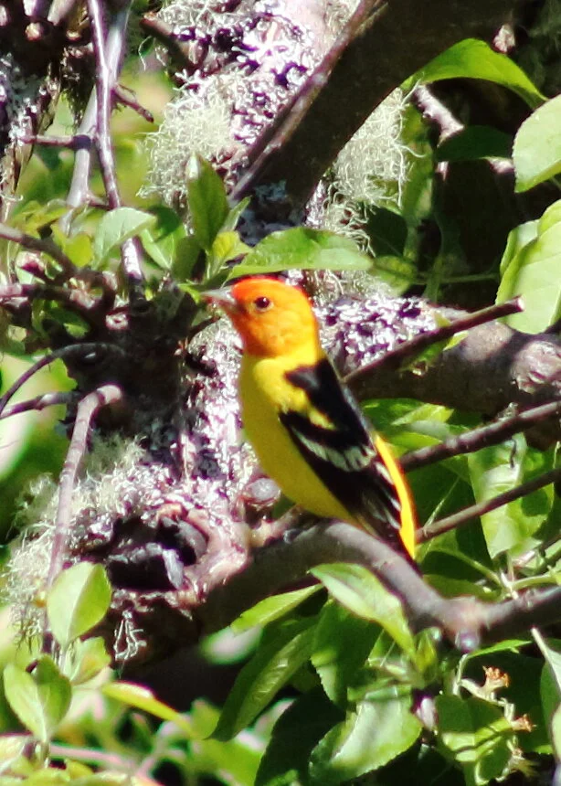 western tanager.JPG