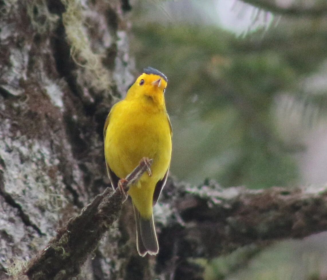 wilsons warbler.JPG