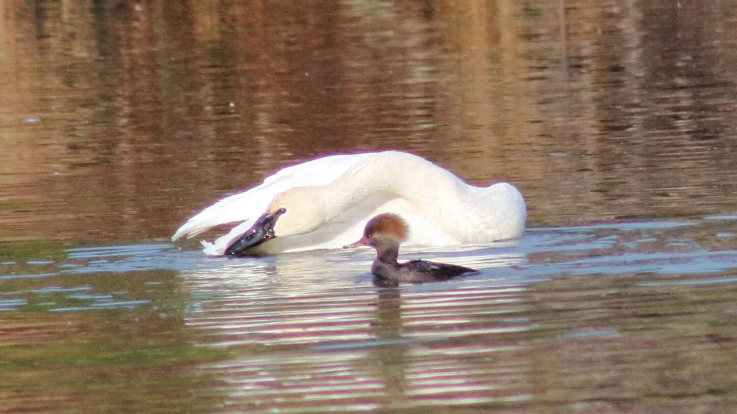 swanmerganser.JPG