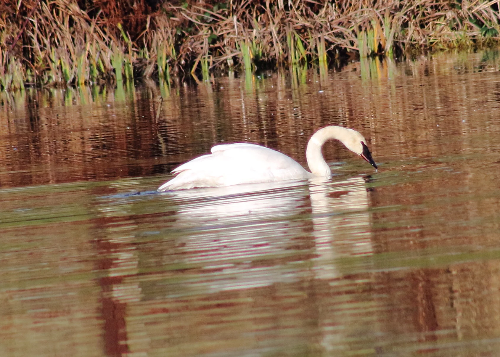 perfect swan.JPG