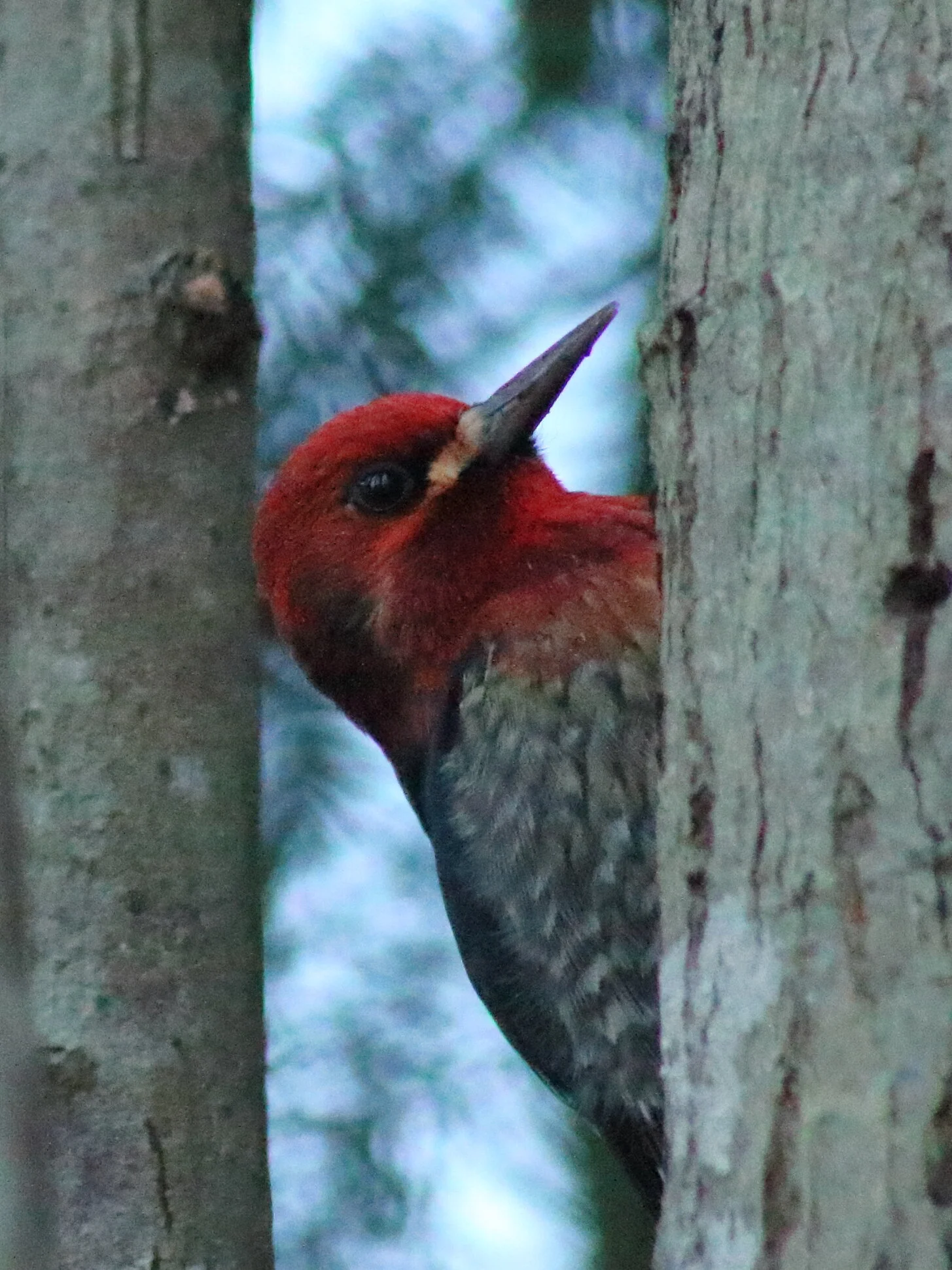sapsucker.JPG