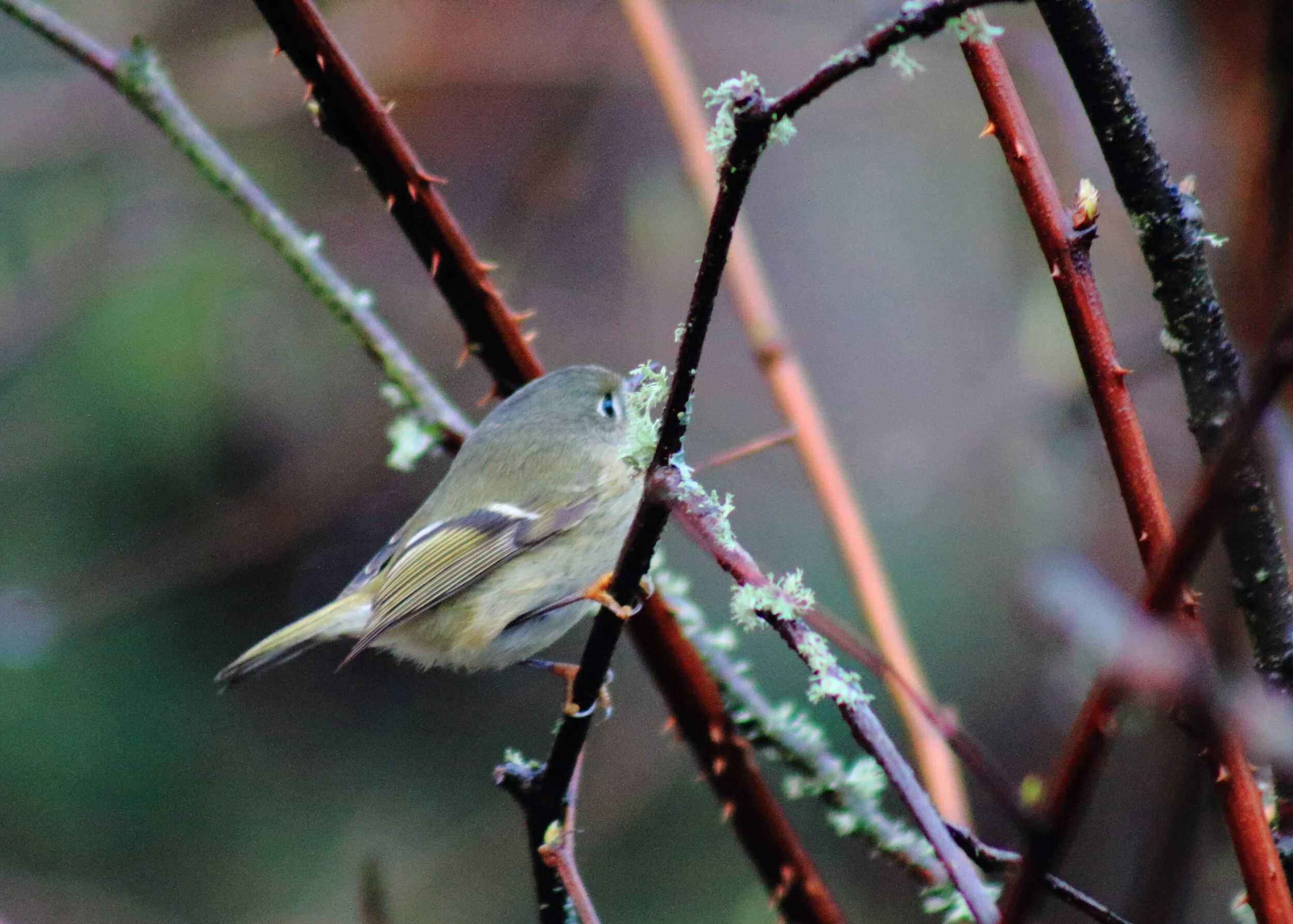 redcrownedkinglet.JPG