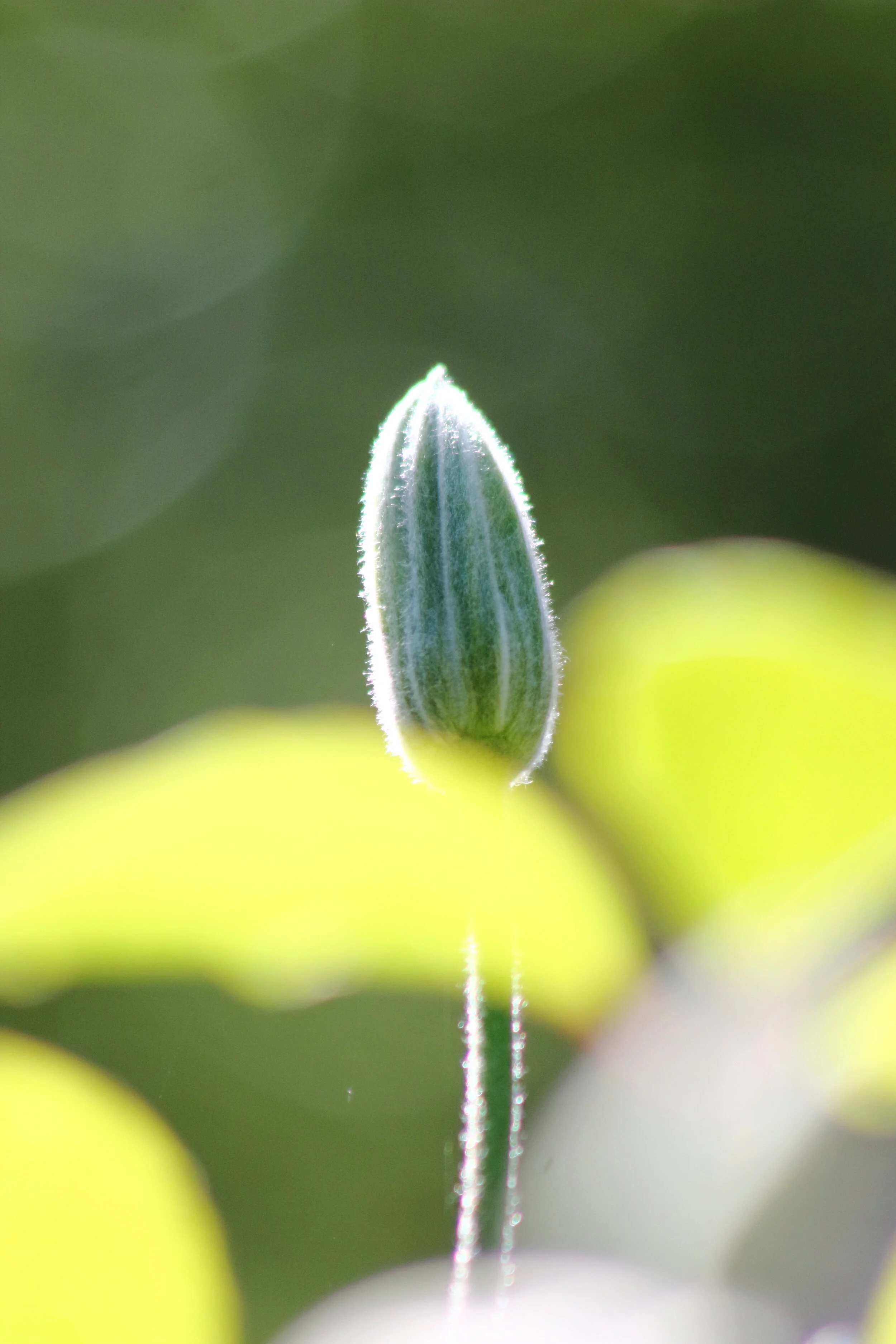 climatis bud.JPG