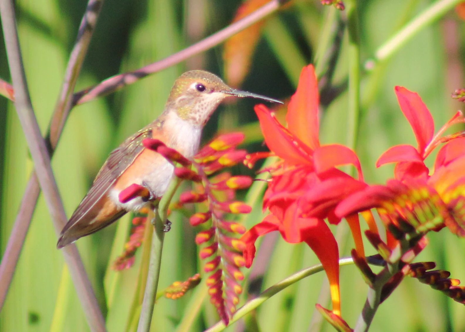 hummer and crocosmia.JPG