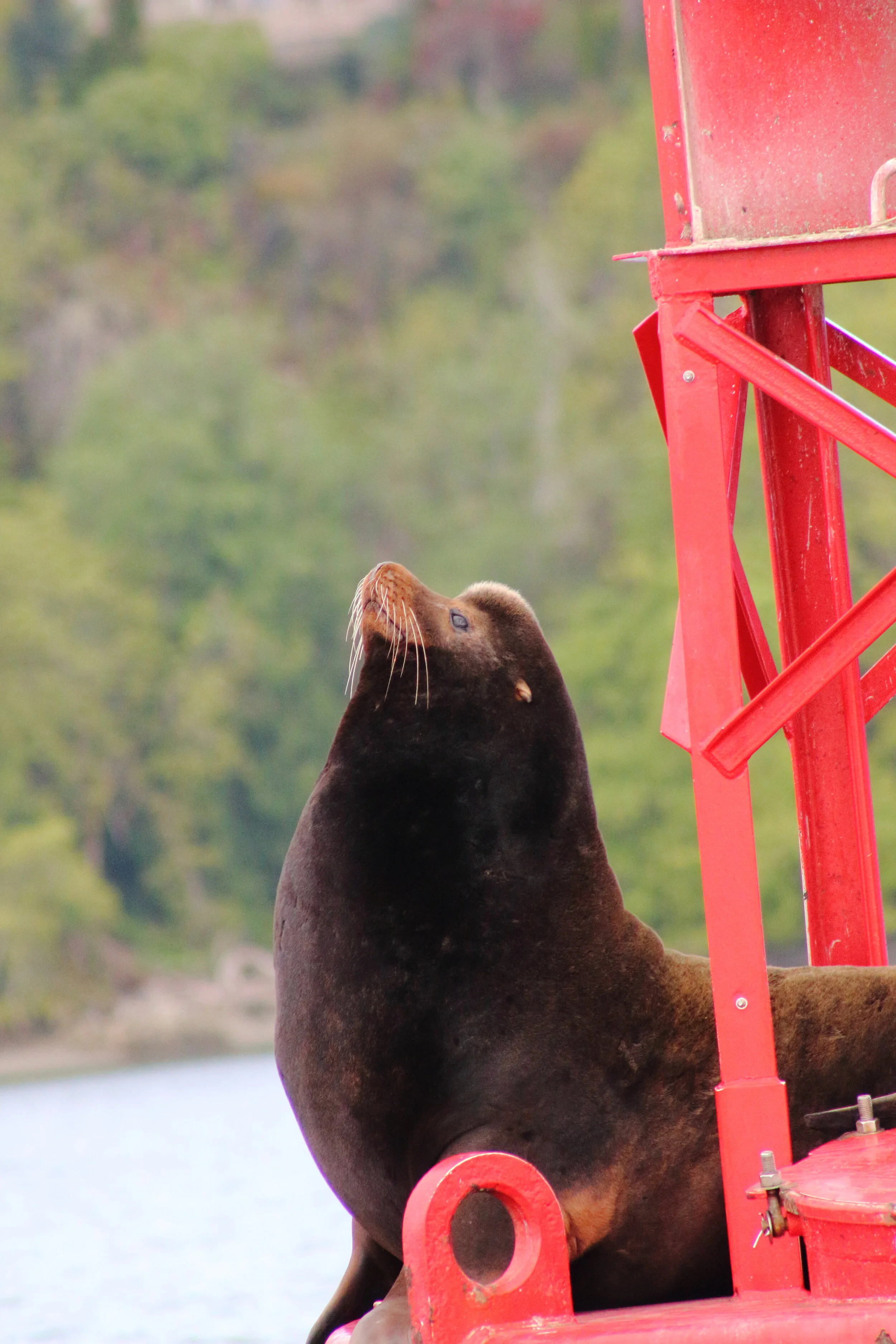 sealionstation.JPG