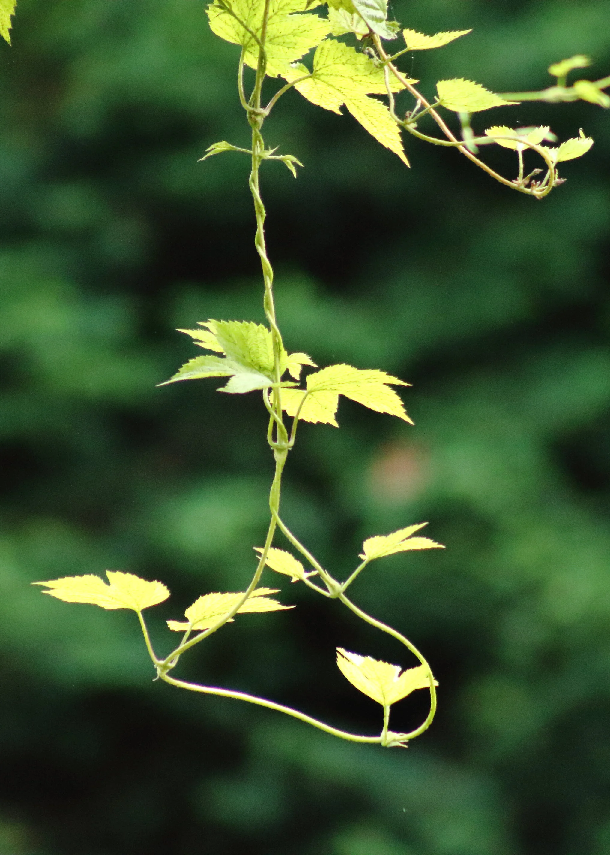 Garden3.JPG