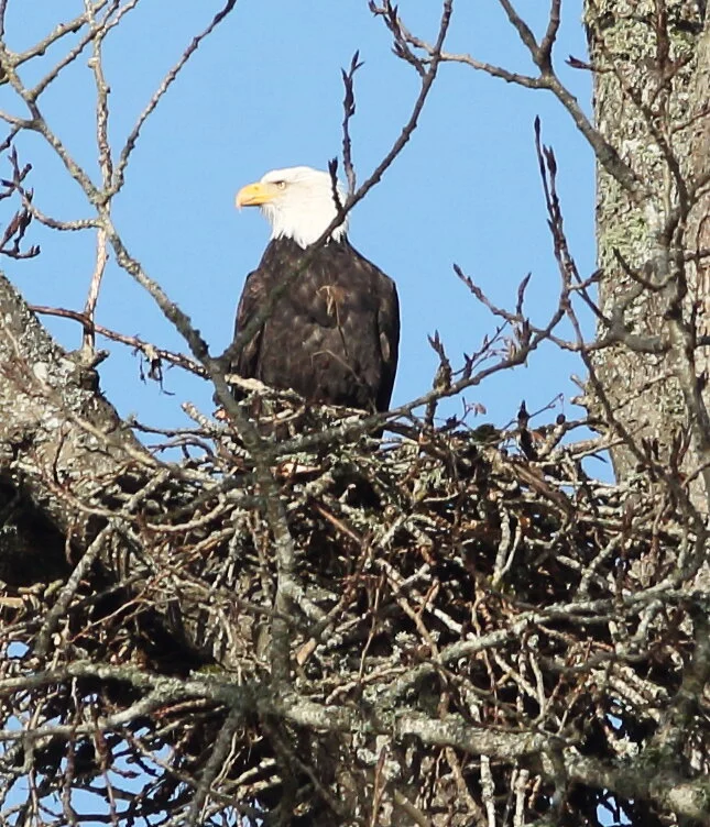 nisqually refuge67.JPG