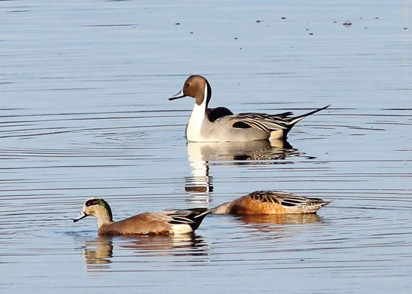 nisqually refuge44.JPG