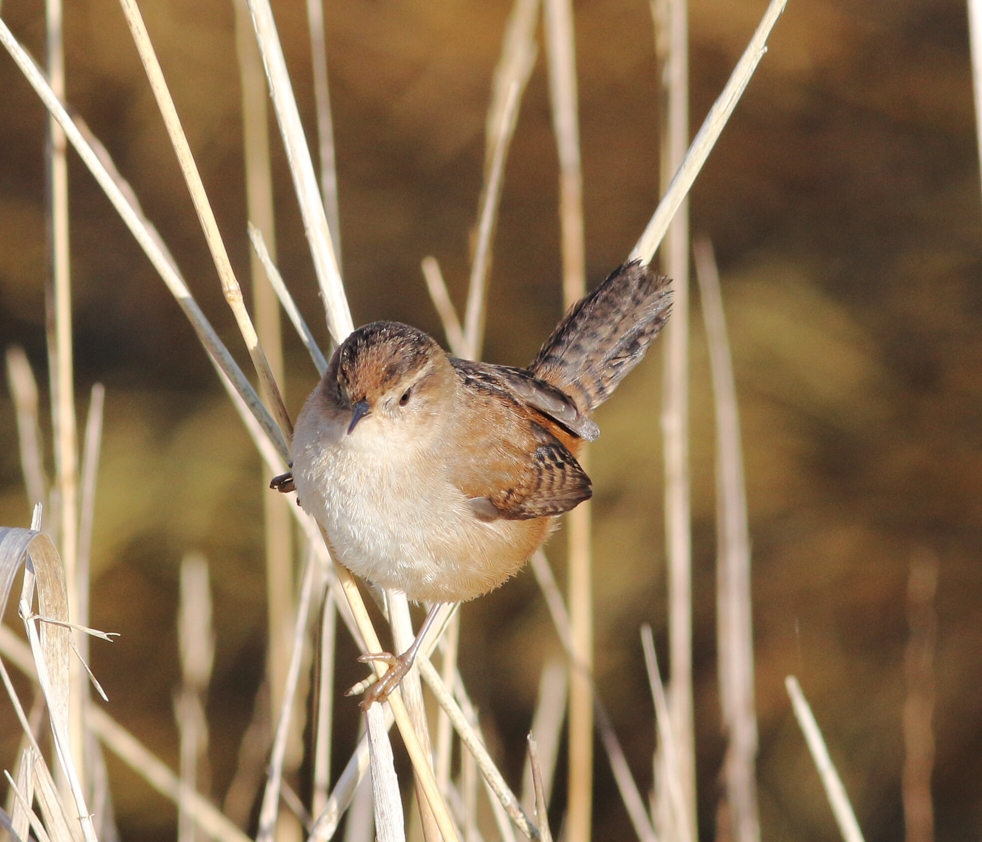 nisqually refuge43.JPG