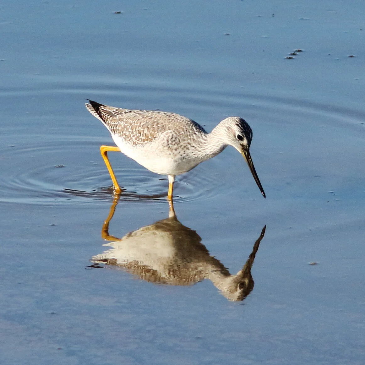 nisqually refuge53.JPG