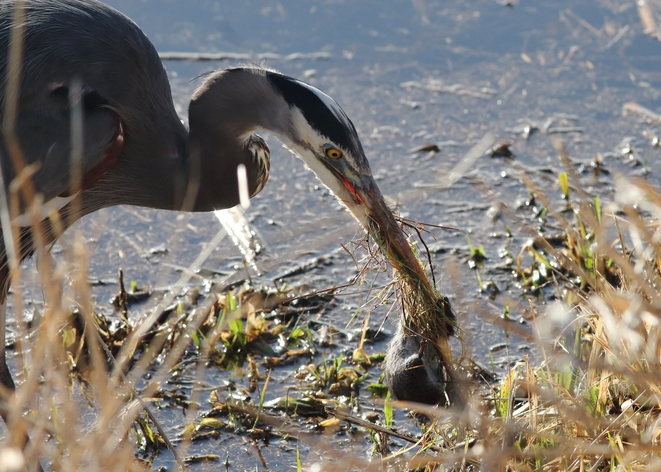 nisqually refuge51.JPG
