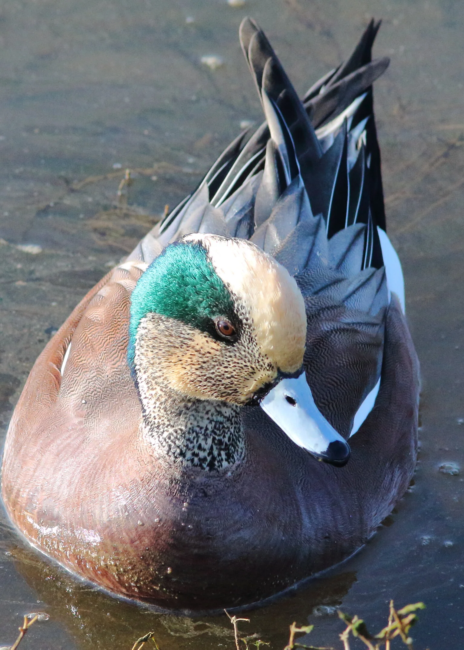 nisqually refuge58.JPG