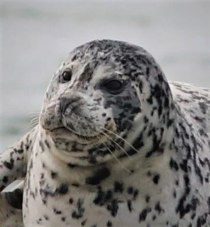 smilingseal.jpg