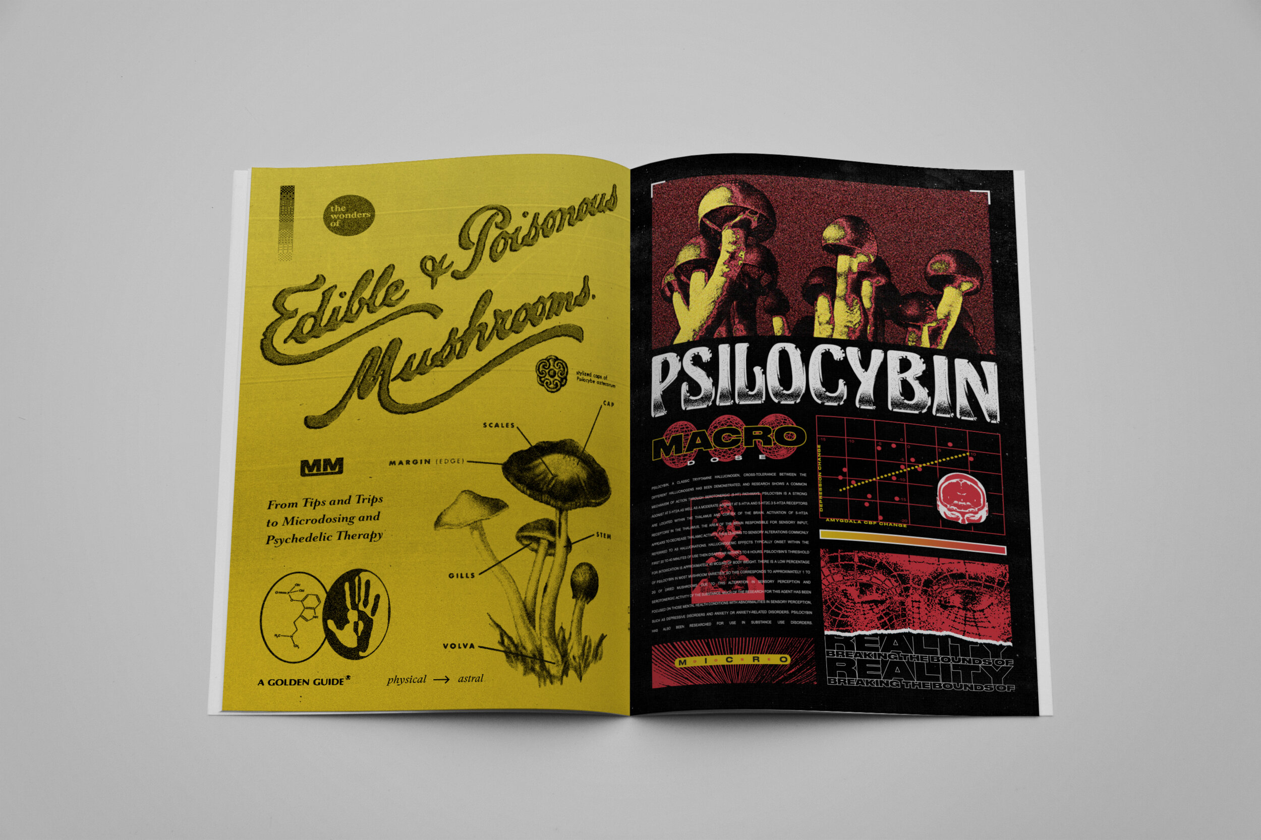 2 pages spread top -3.jpg