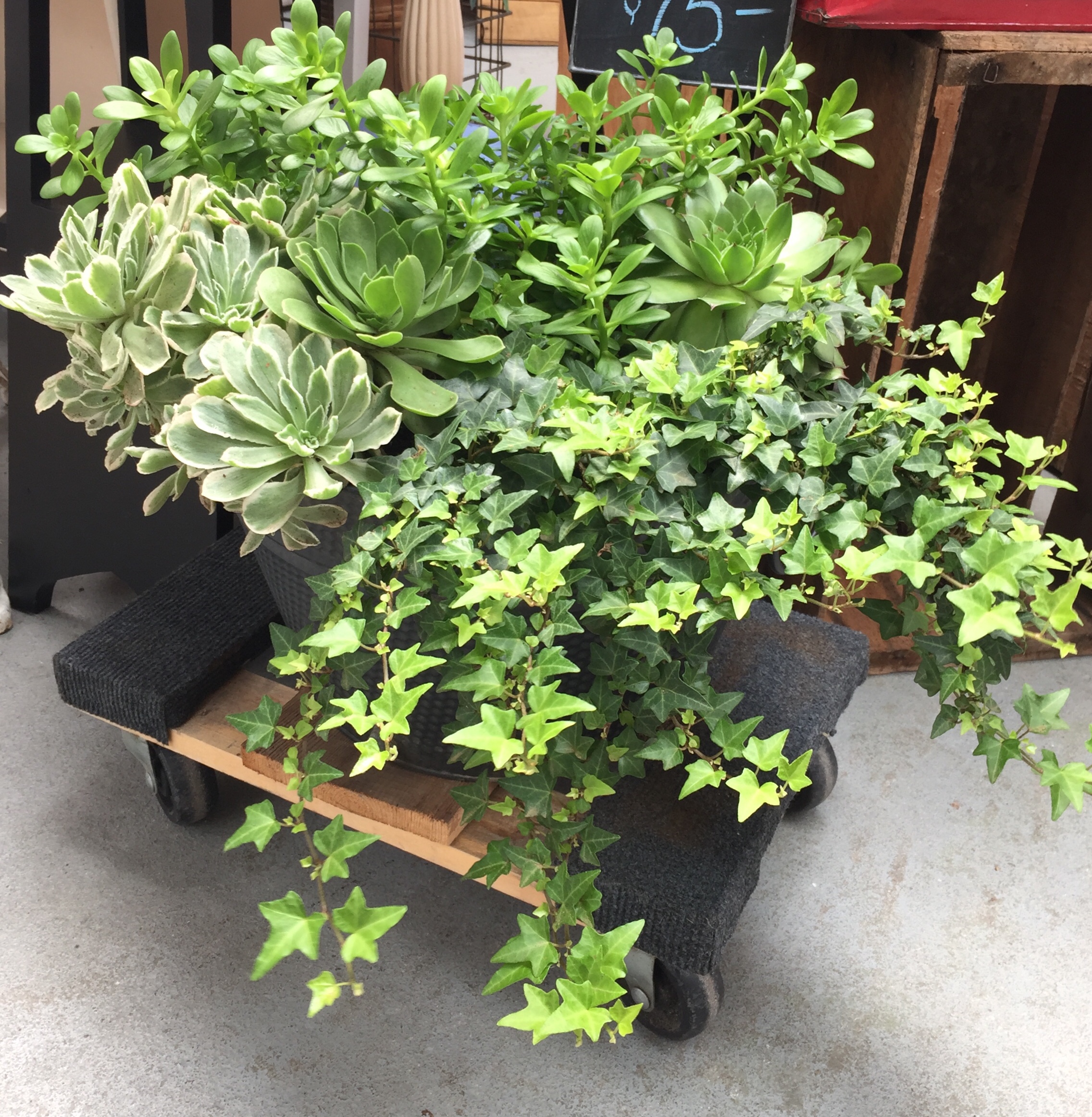 Lush succulents and ivy in an old galvanised pot.