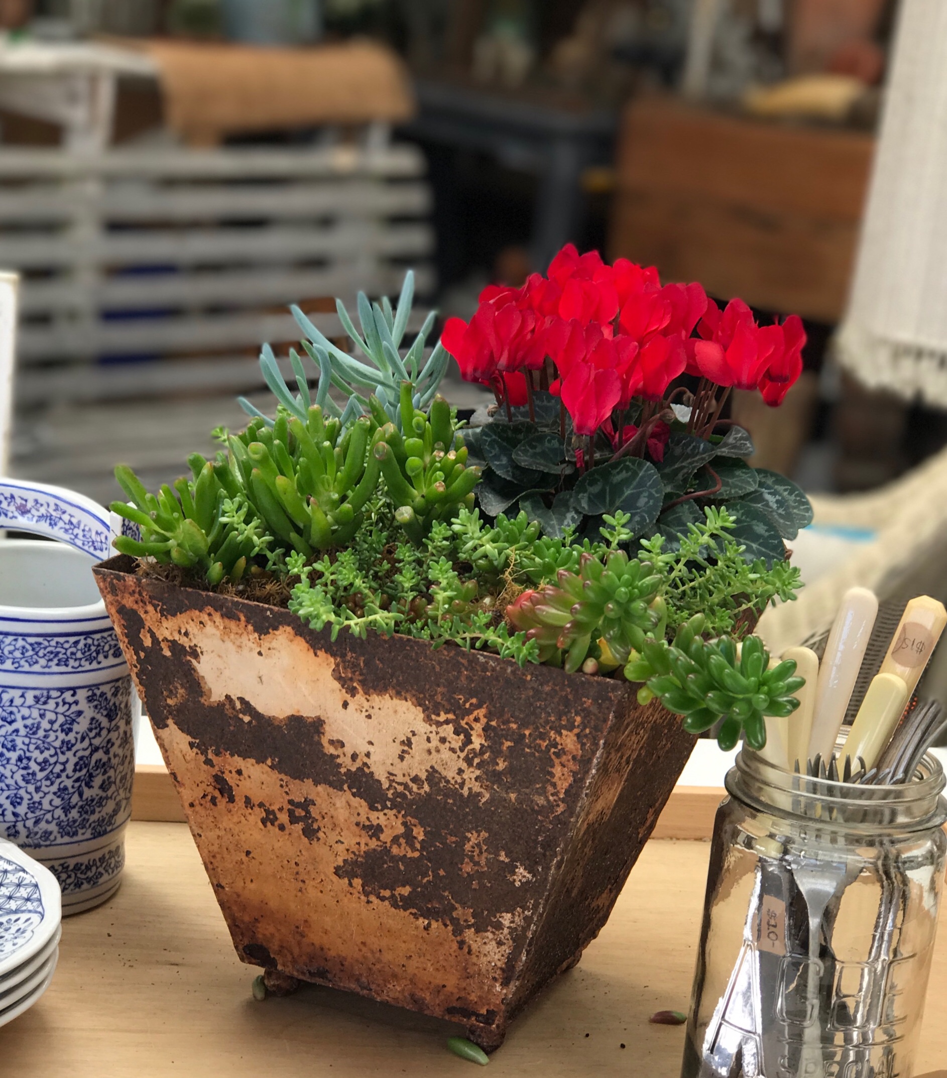 Cyclamen and succulents in a rustic angled pot.