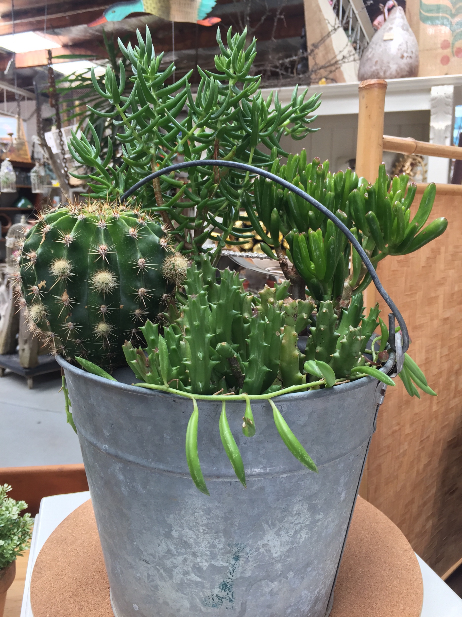 Cactus and succulents in galvanised bucket with handle.
