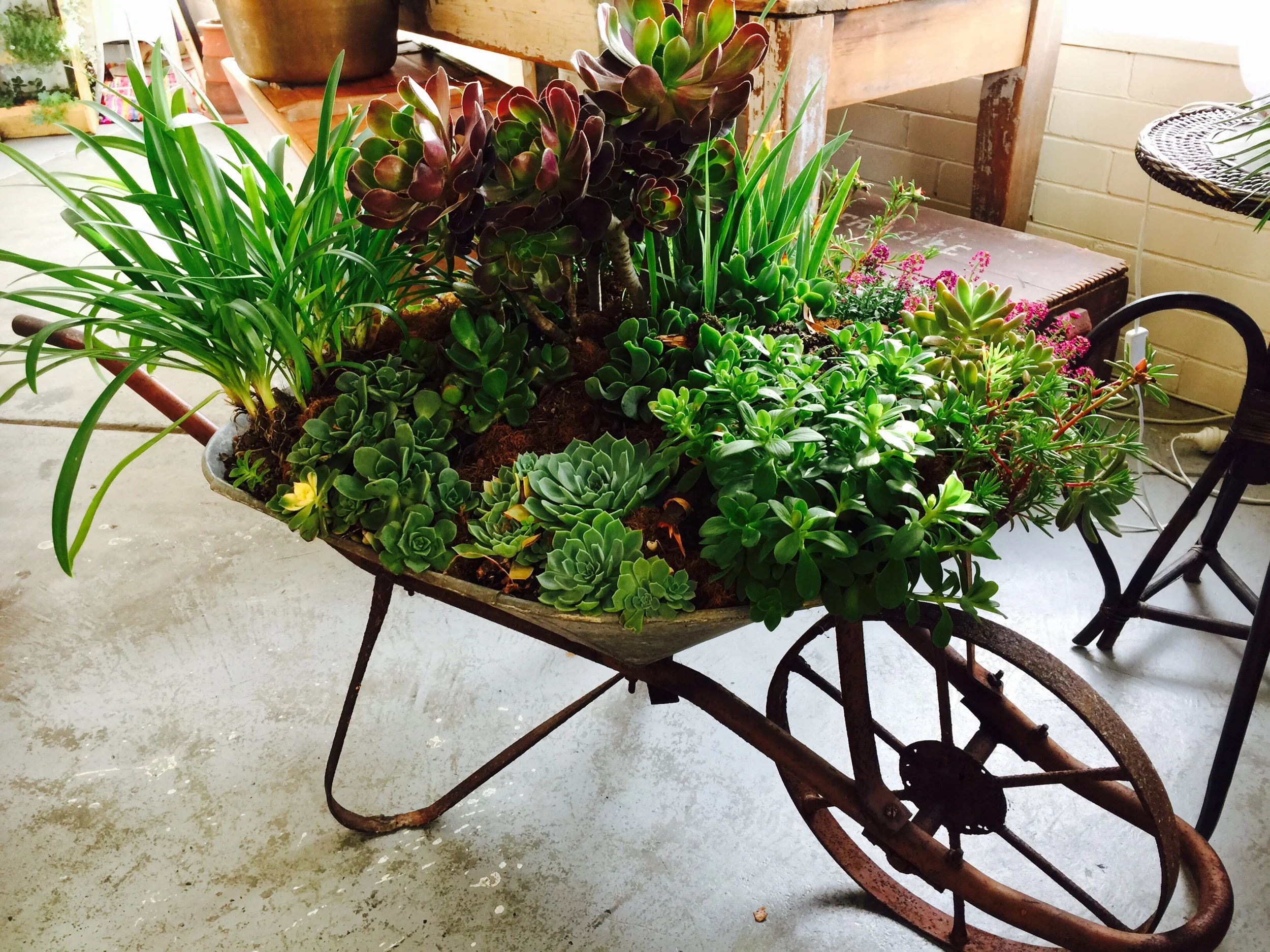 What do you do with a rusty old wheel barrow? Well you definitely don’t throw it out. It makes a P E R F E C T succulent pot to sit proudly in the garden.