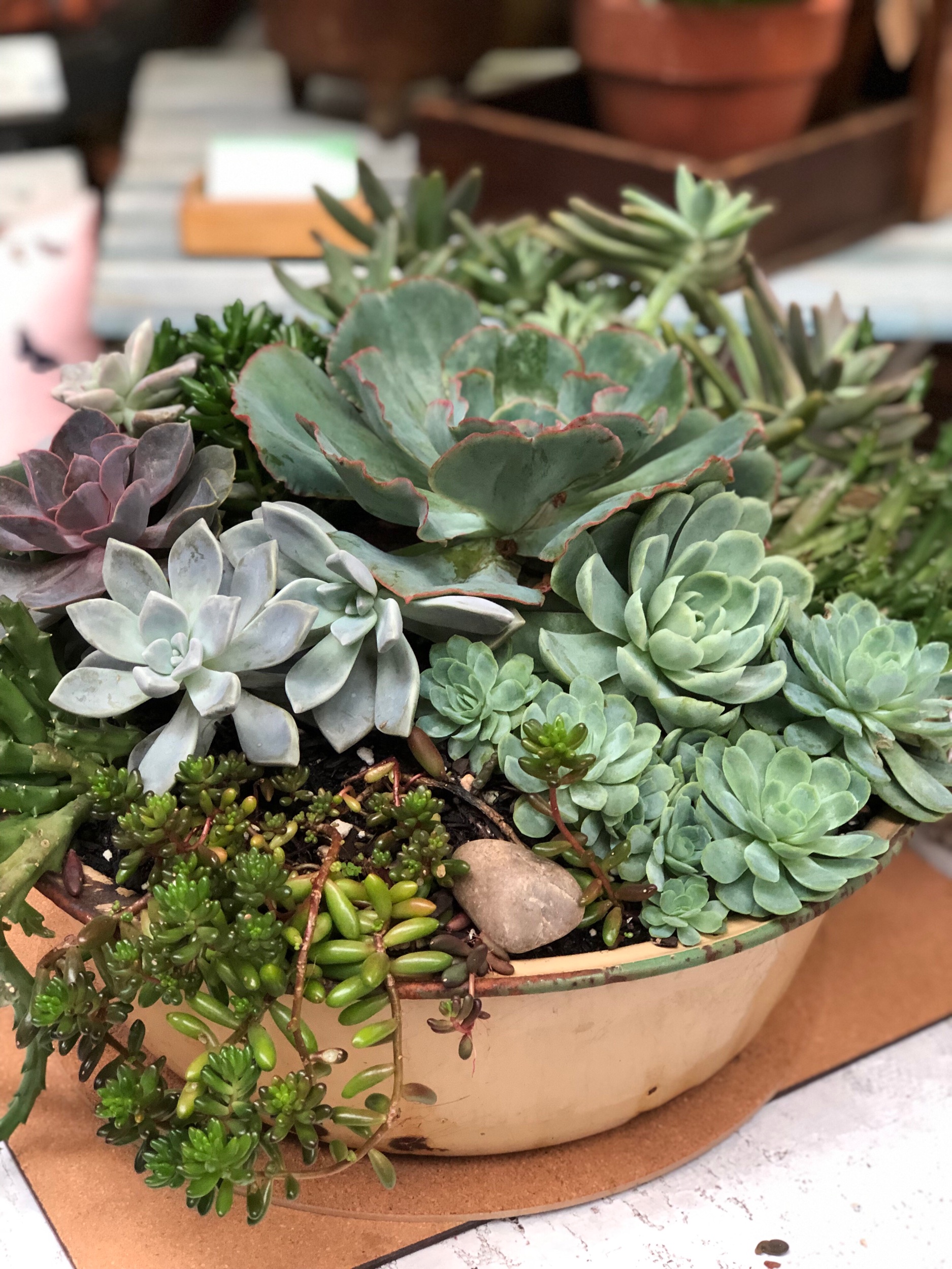 Rustic enamel bowl filled with succulents