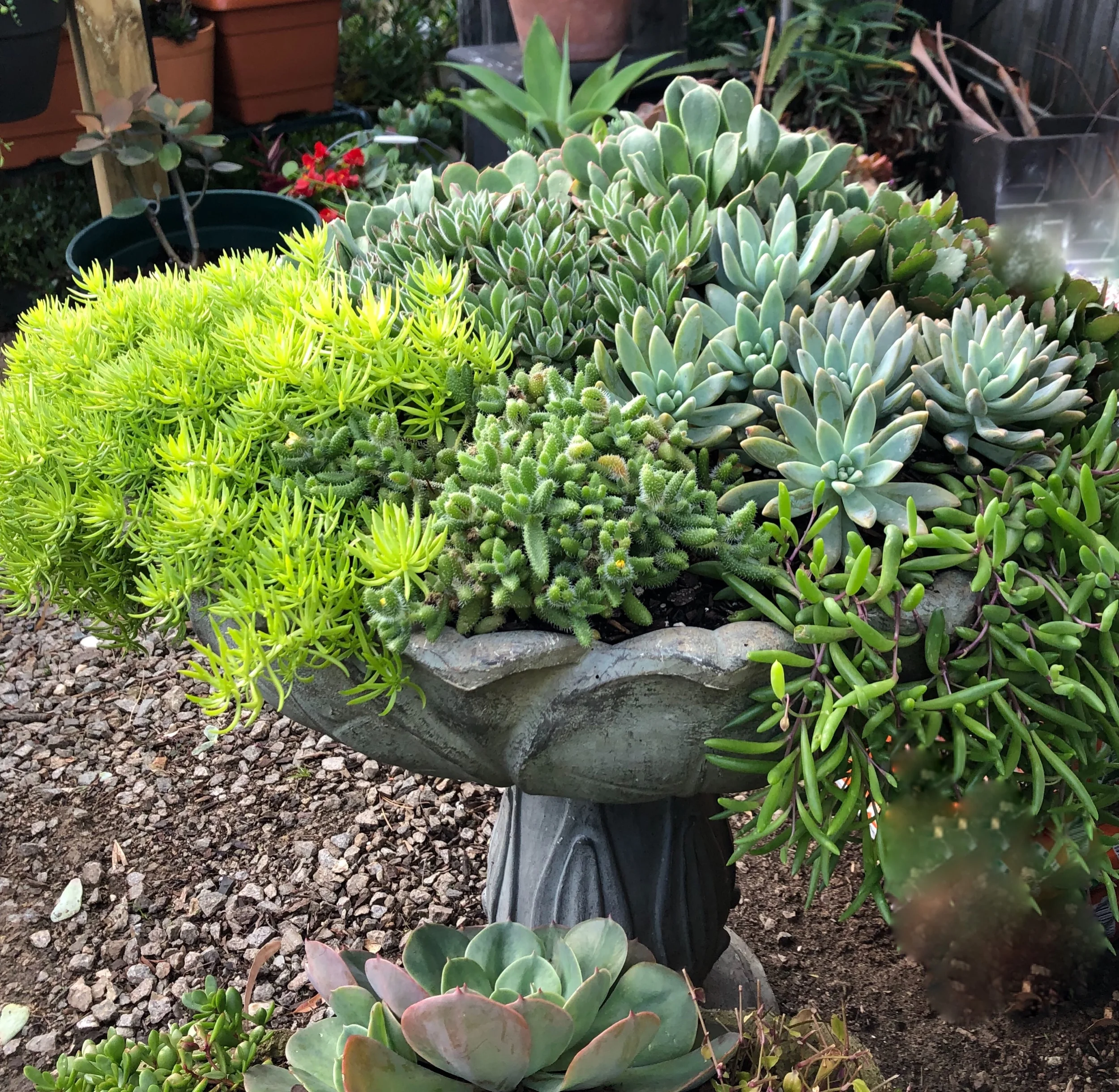 A fibreglass solar power fountain now spilling with succulents