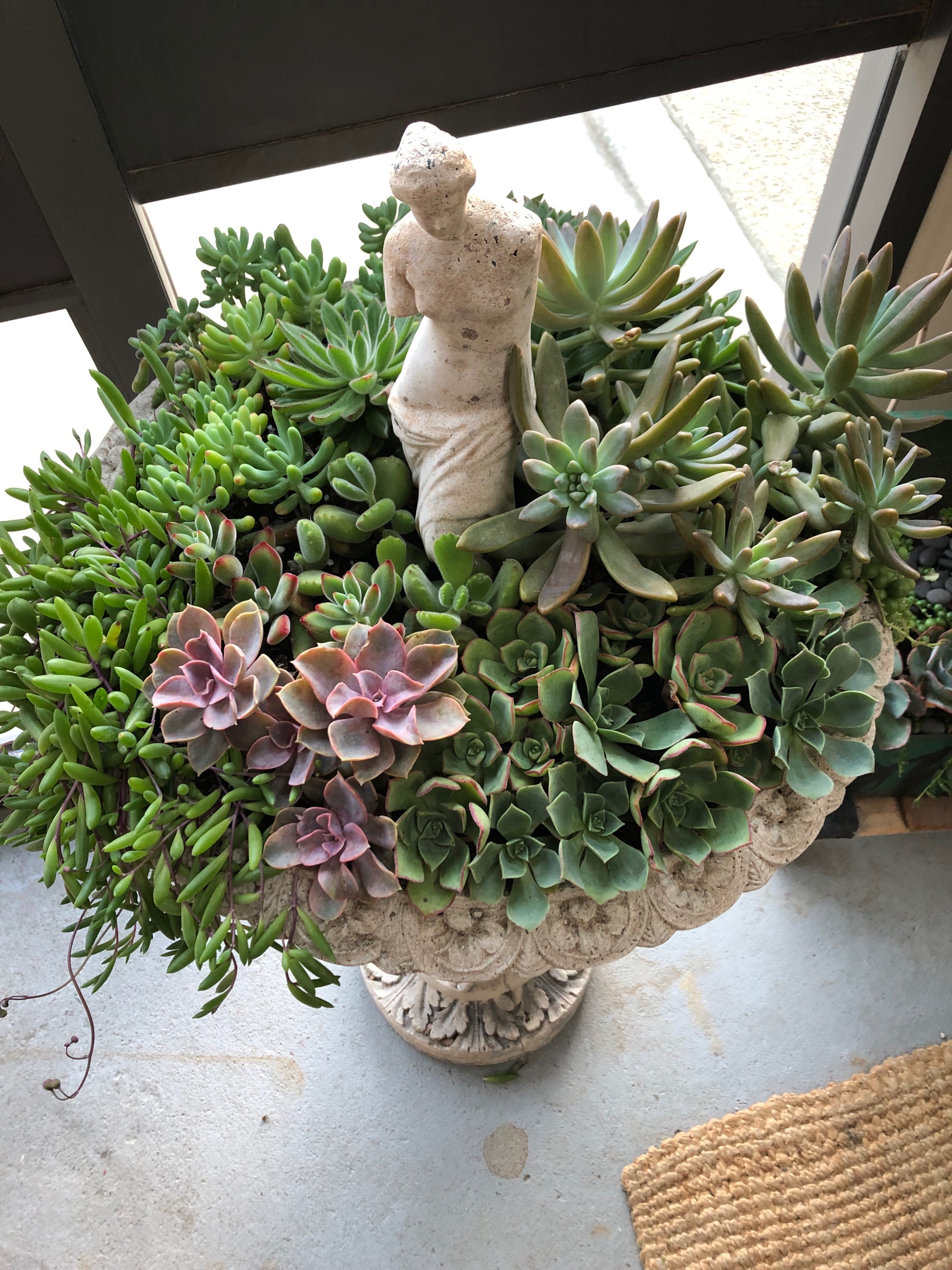 This bird bath didn’t hold water anymore so it was perfect for potting up. A broken statue fitted perfectly into the middle of all the succulents.