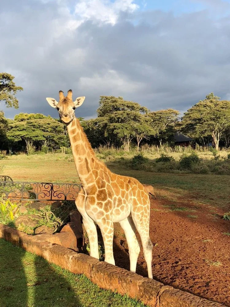 Giraffe Manor 
