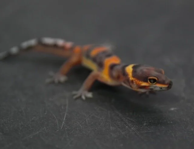 Leopard Geckos Bubba S Living Emporium