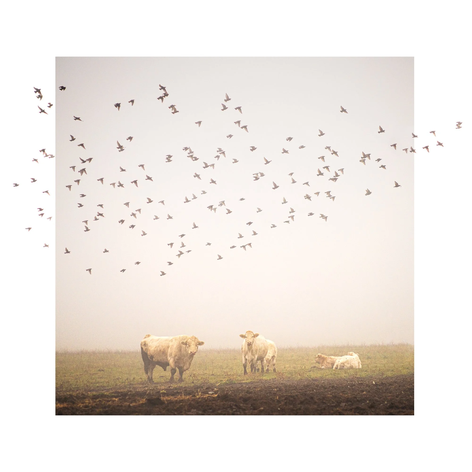 PASTURE