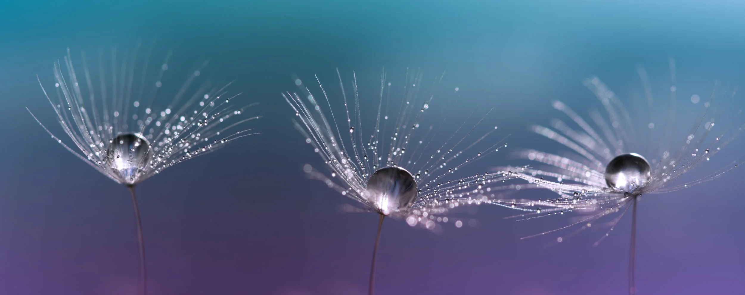 dandelion_677423098.jpg