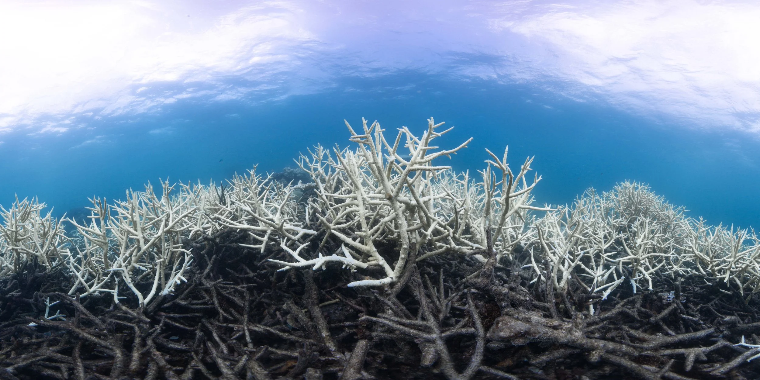 OceanImageBank_TheOceanAgency_Bleaching_12.jpg