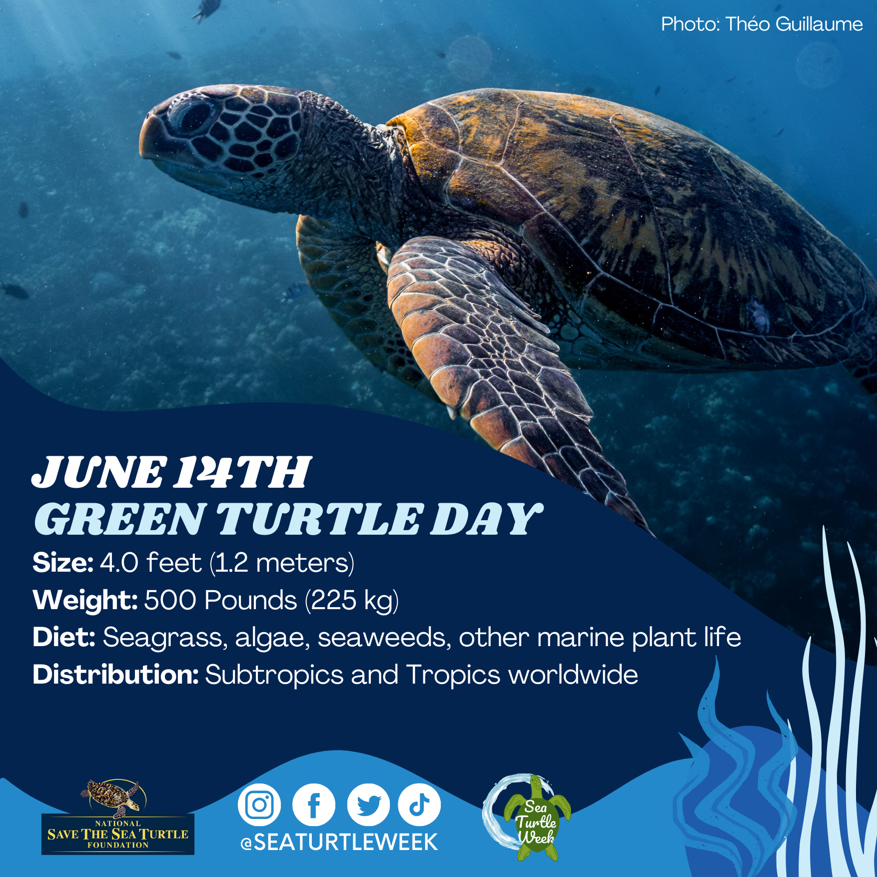 Turtle Week Content to Share — #SeaTurtleWeek