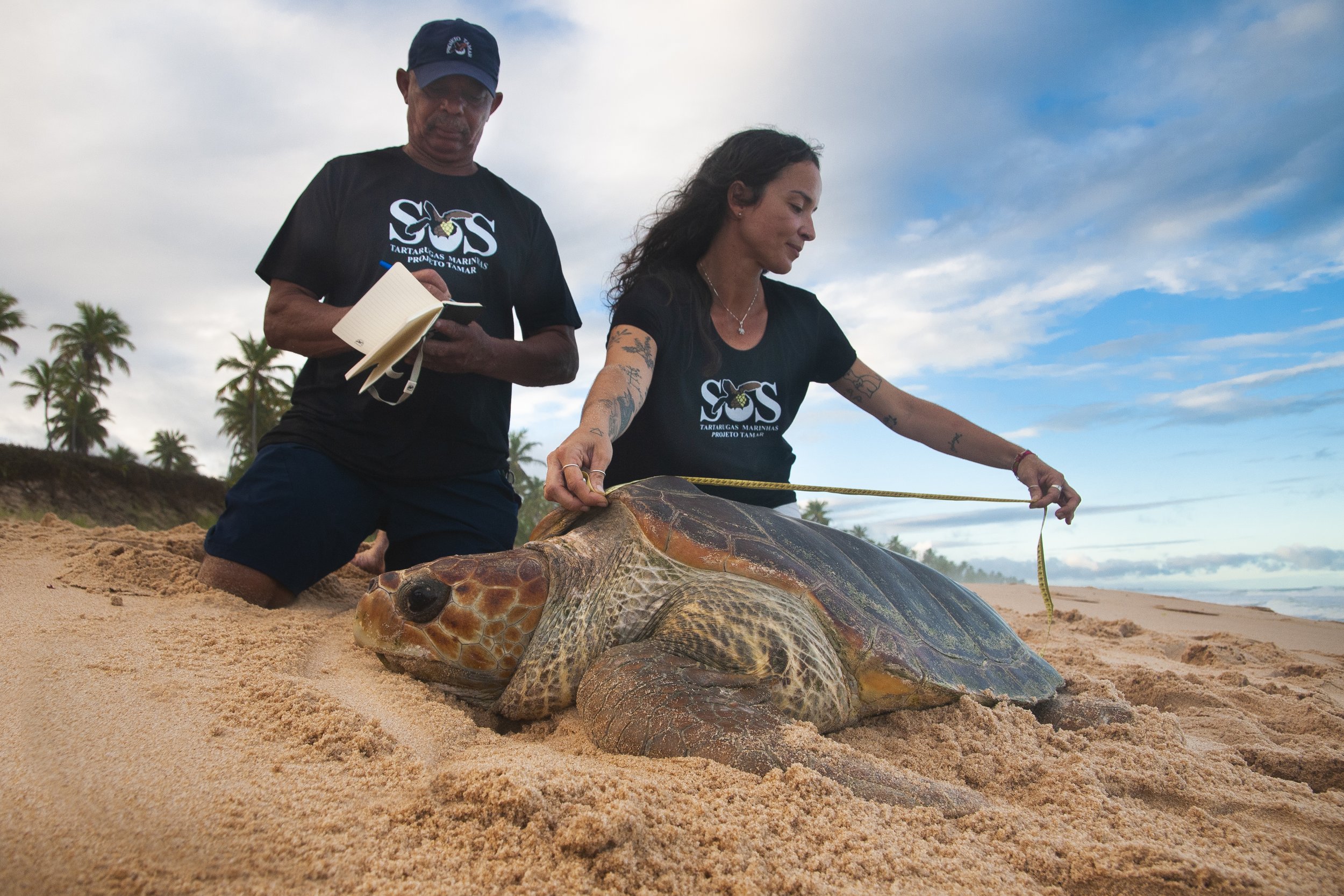 SeaTurtleWeek