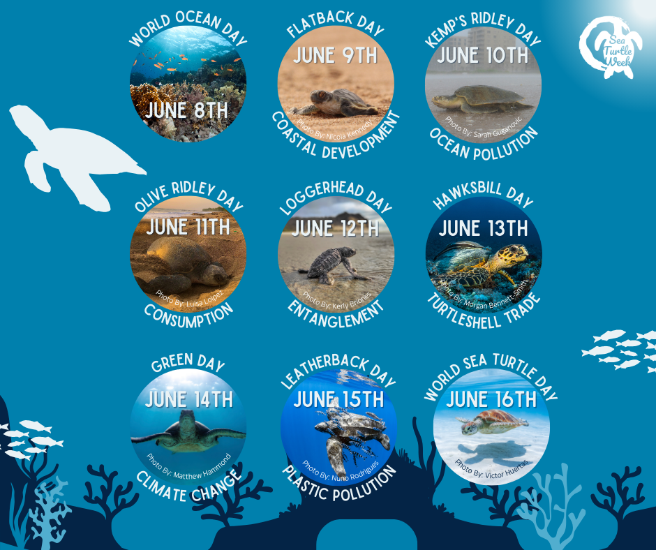 Turtle Week #SeaTurtleWeek