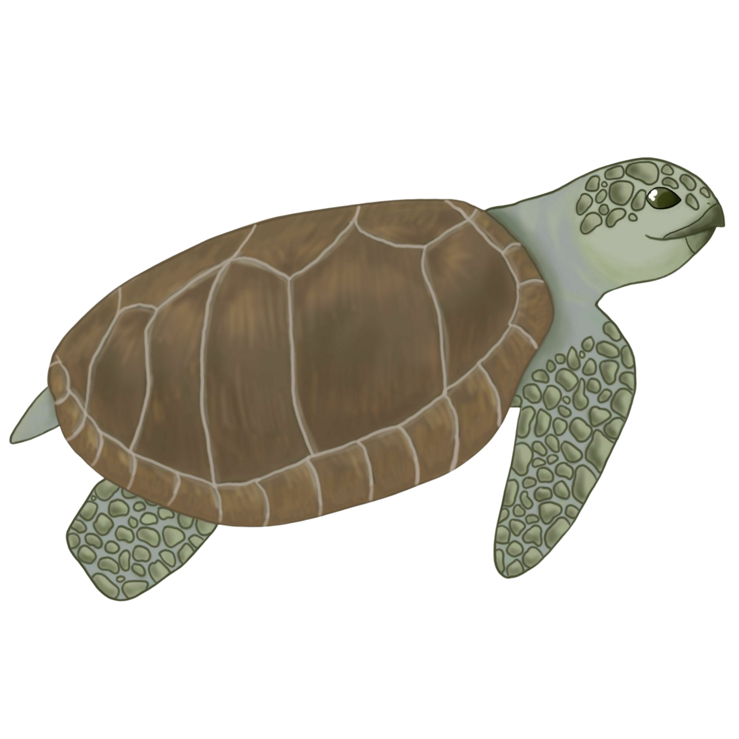 Olive Ridley Day — #SeaTurtleWeek