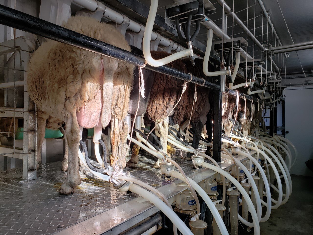 milking platform.jpg