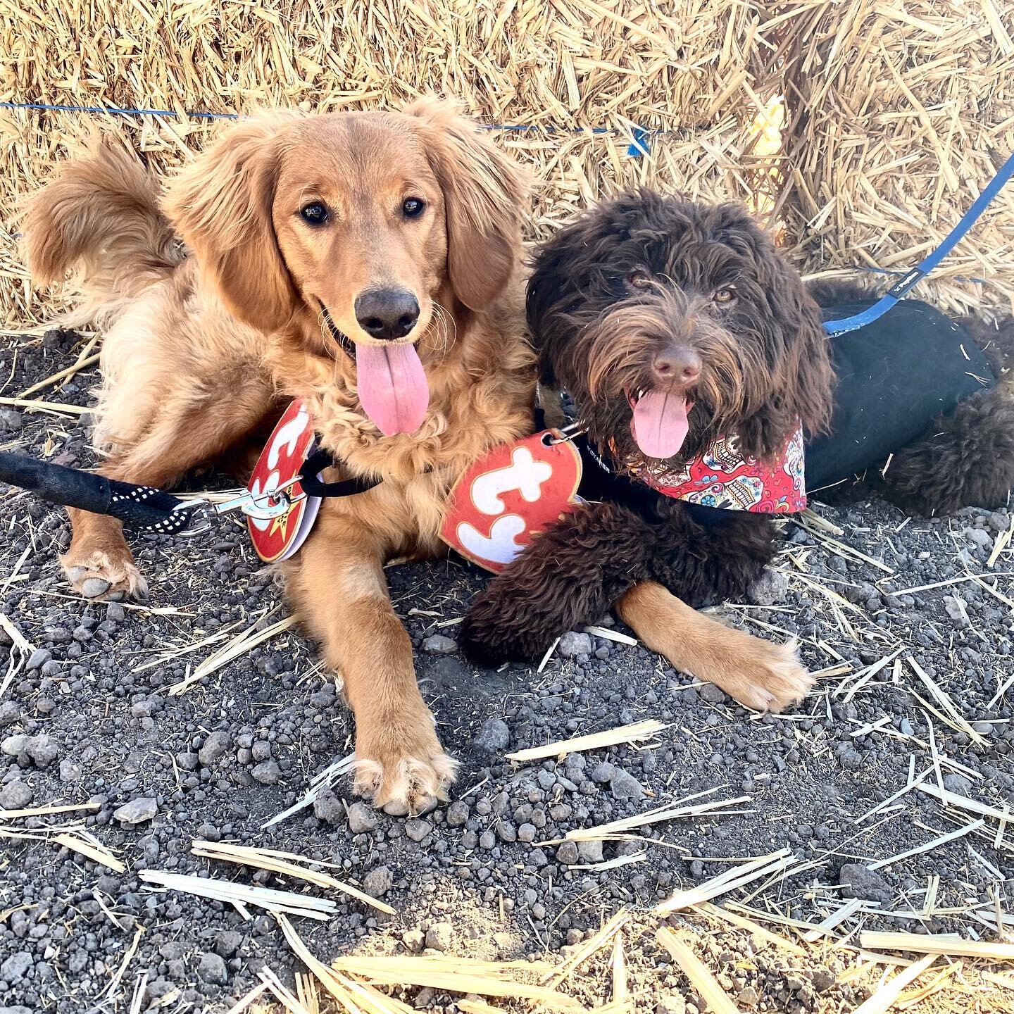 Happy Halloween from these two @goldenstatedoodles pups!! Be safe out there and make sure your fur babies don&rsquo;t get ahold of any candy!! 🍫🍬#happyhalloween @annieshibley_wellness @boden.the.doubledoodle