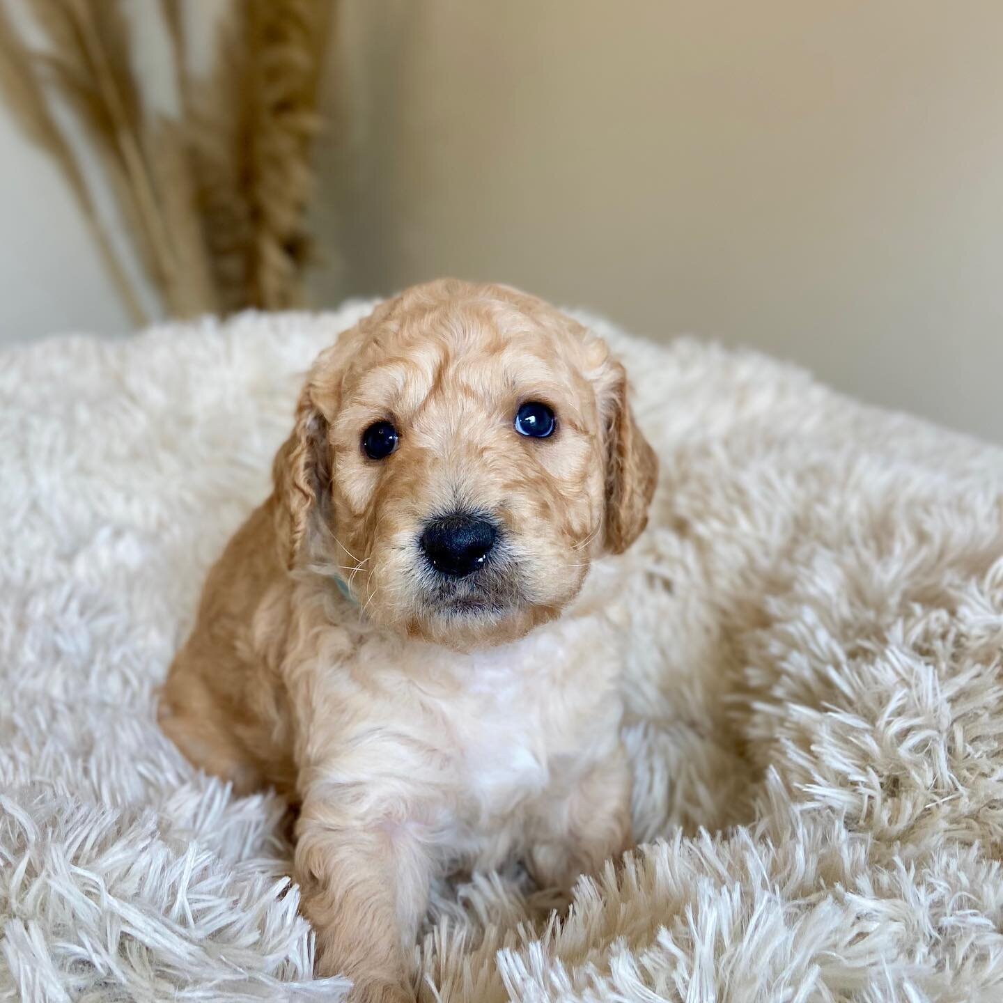 Sammys Christmas puppies Five weeks tomorrow? Can you handle the adorable little faces?!? #goldendoodlebreeder #Puppyculture #puppyculturebreeder #f2bgoldendoodle #goldendoodle #californiagoldendoodles #goldendoodlesofcalifornia #goldendoodlesofinsta