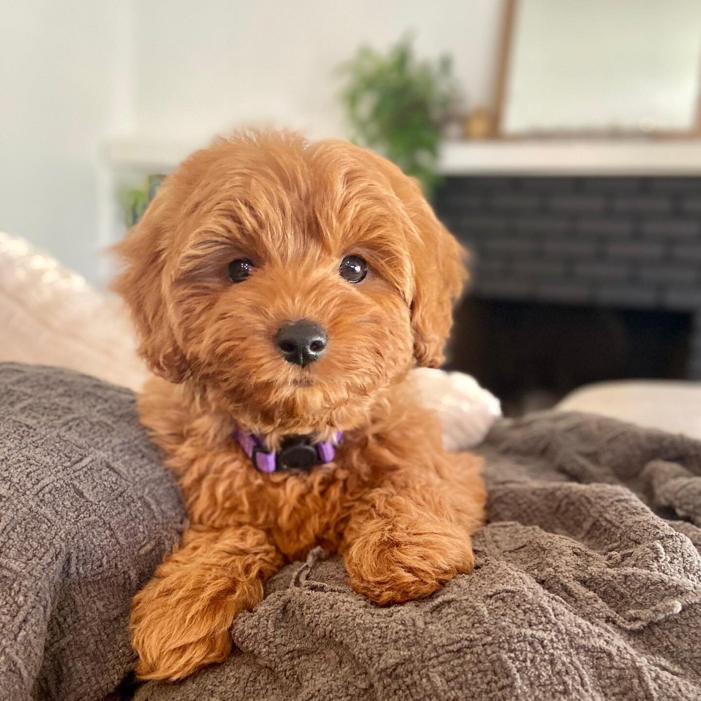 Hello friends! This sweet little nugget just joined our breeding program and will one day be a mama to our beautiful red mini goldendoodles ❤️. She is 9 weeks and just the cutest snuggle bug! Full grown she should be around 15lbs. Thank you @minidood