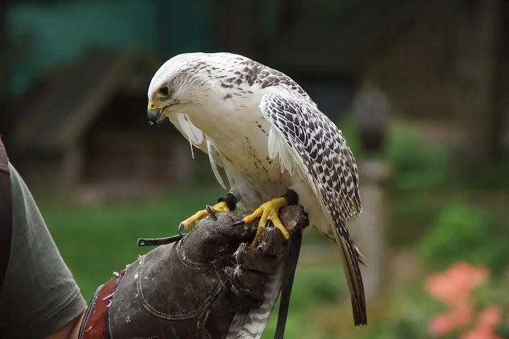 bird-866276__480.jpg
