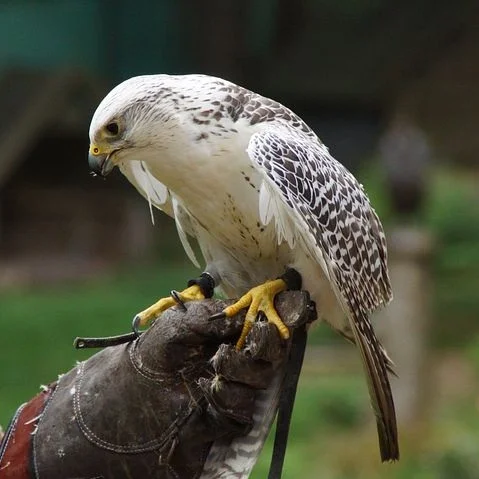 bird-866276__480.jpg