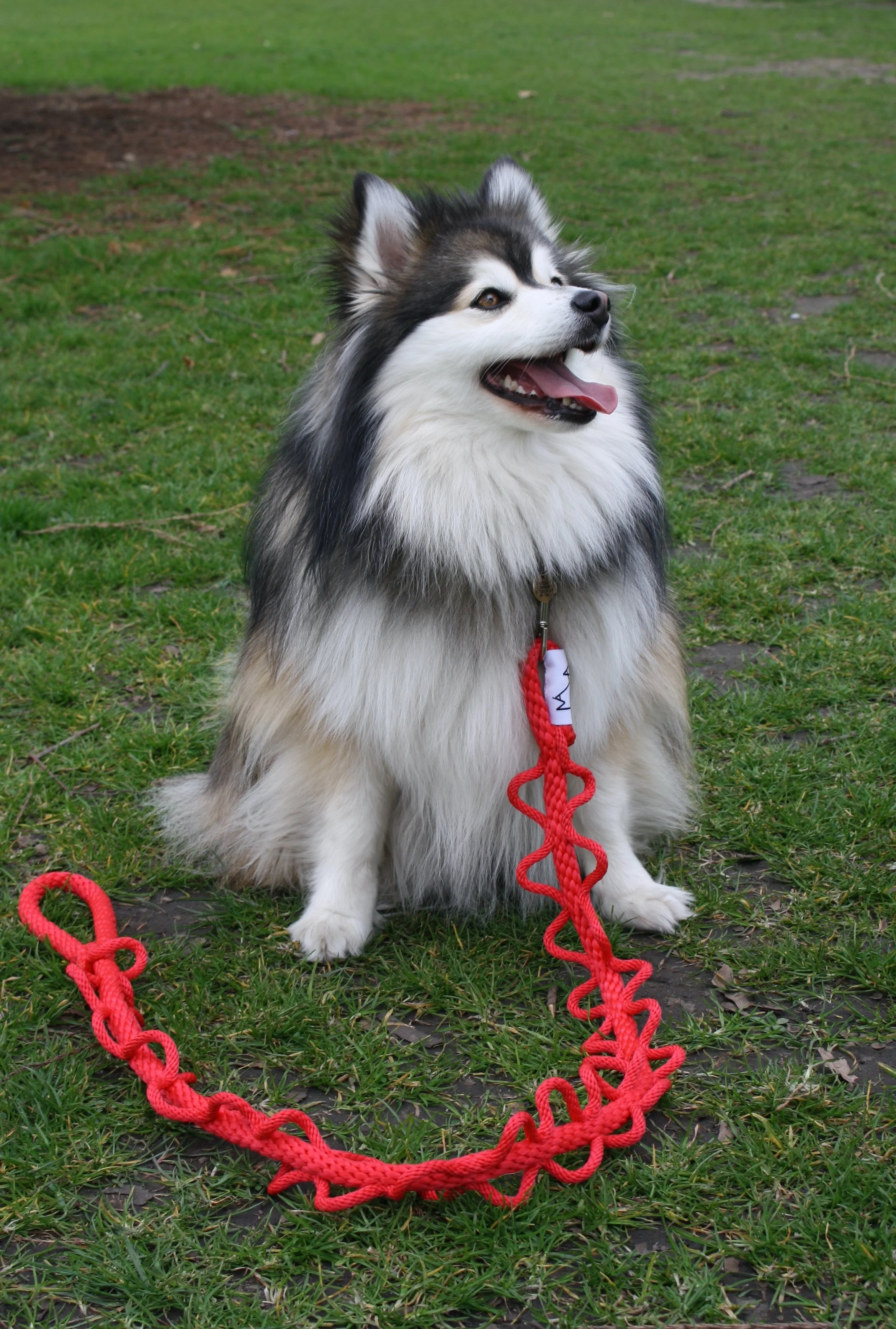 Wibbly Wobbly Woof Dog Lead .JPG