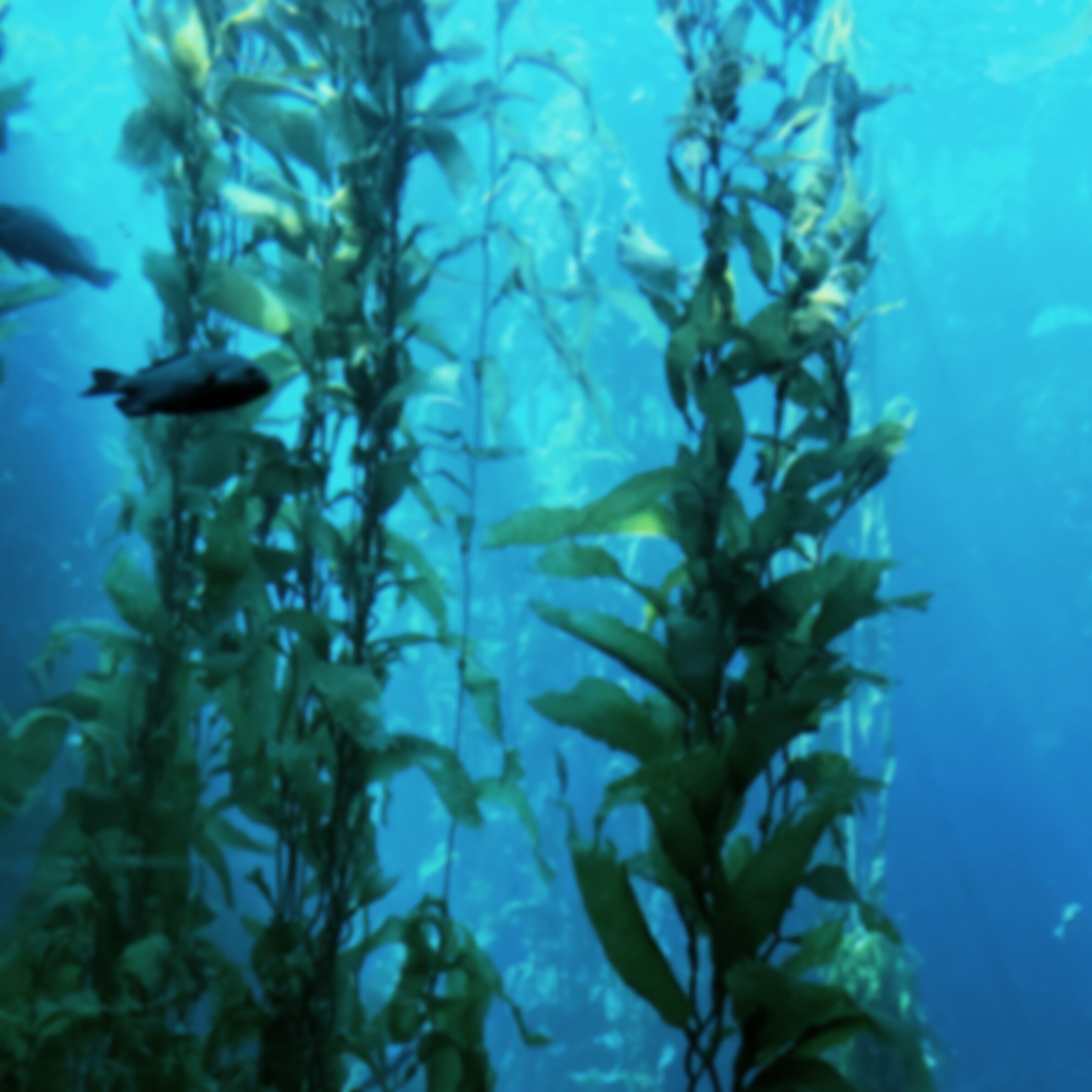 KelpBlueBlur.jpg