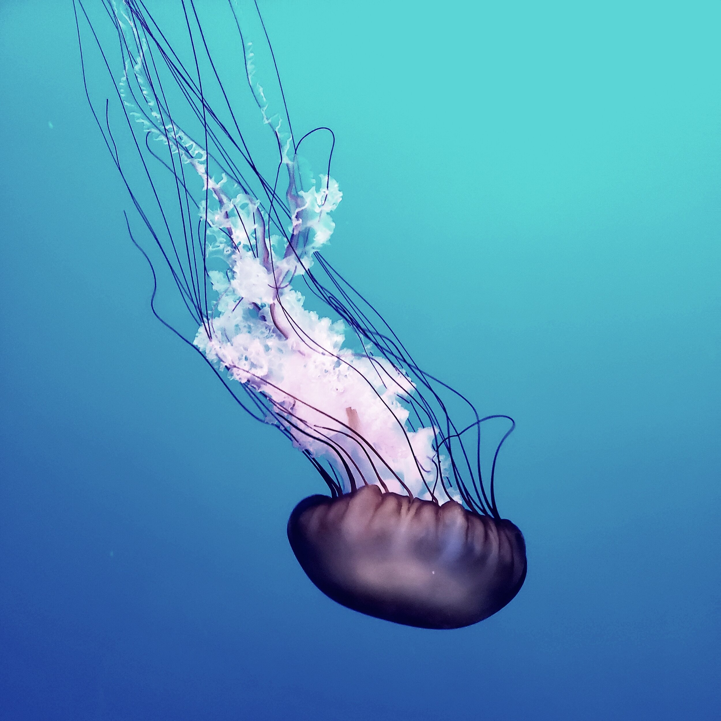 Jellyfish1.jpg