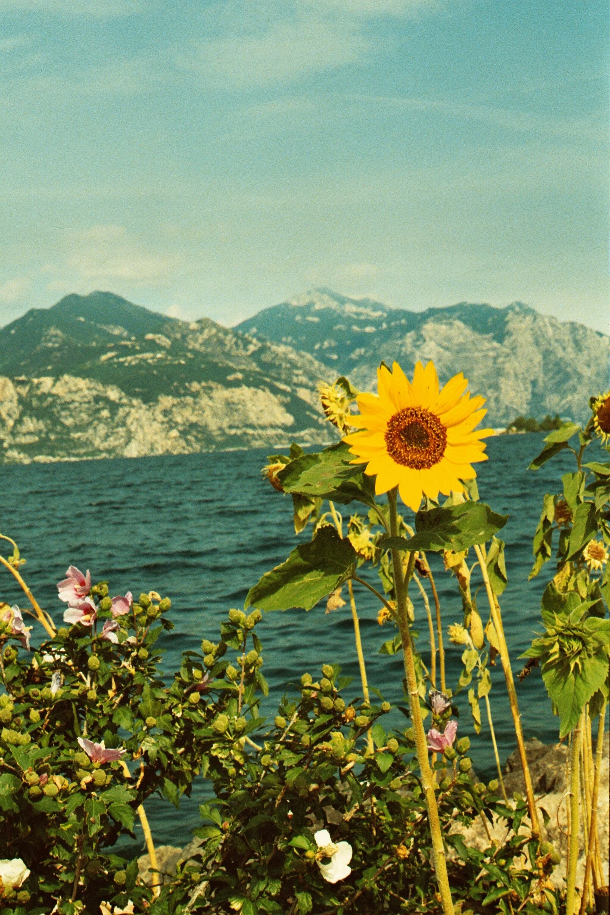 giant sunflower.JPG